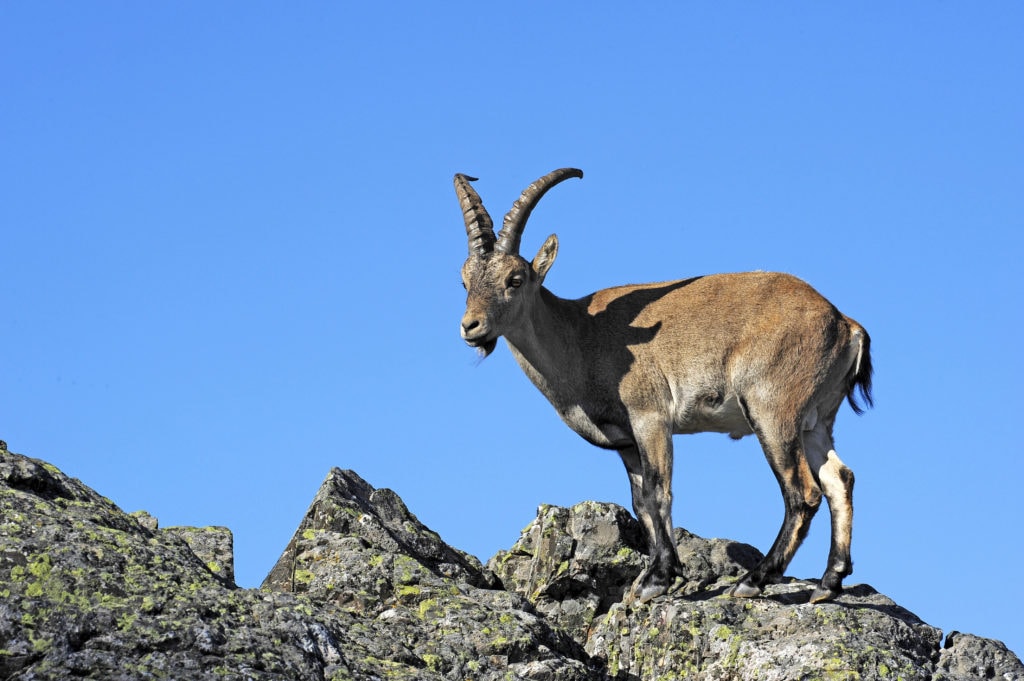 Iberiensteinbock (Capra pyrenaica) in Spanien - Iberian ibex