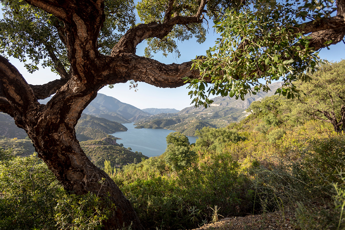 Lake Istán adjoins El real de la Quinta