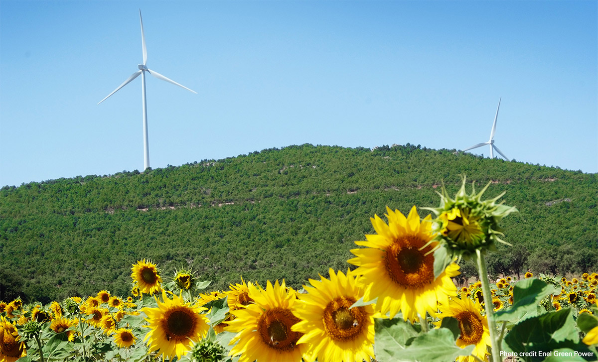 Sunflowers and wind farms