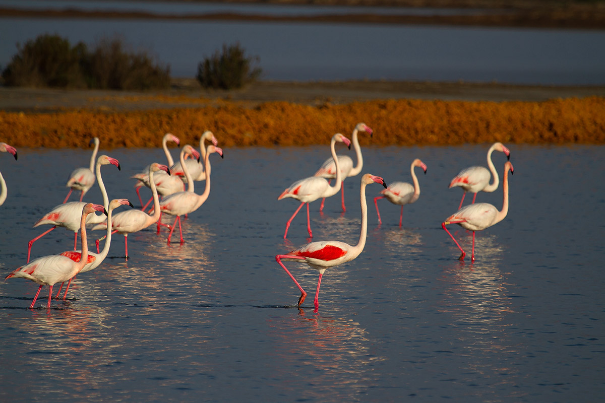 Greater flamingo (Phoenicopterus roseus) in Doñana National Park