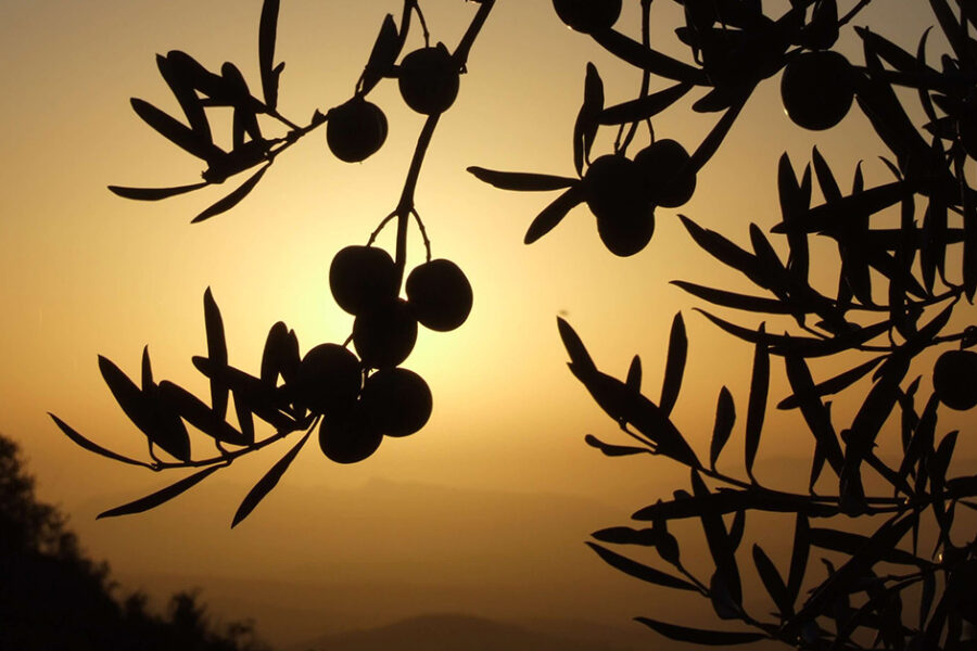 The Top 5 Olive Mills to Visit in Andalucía