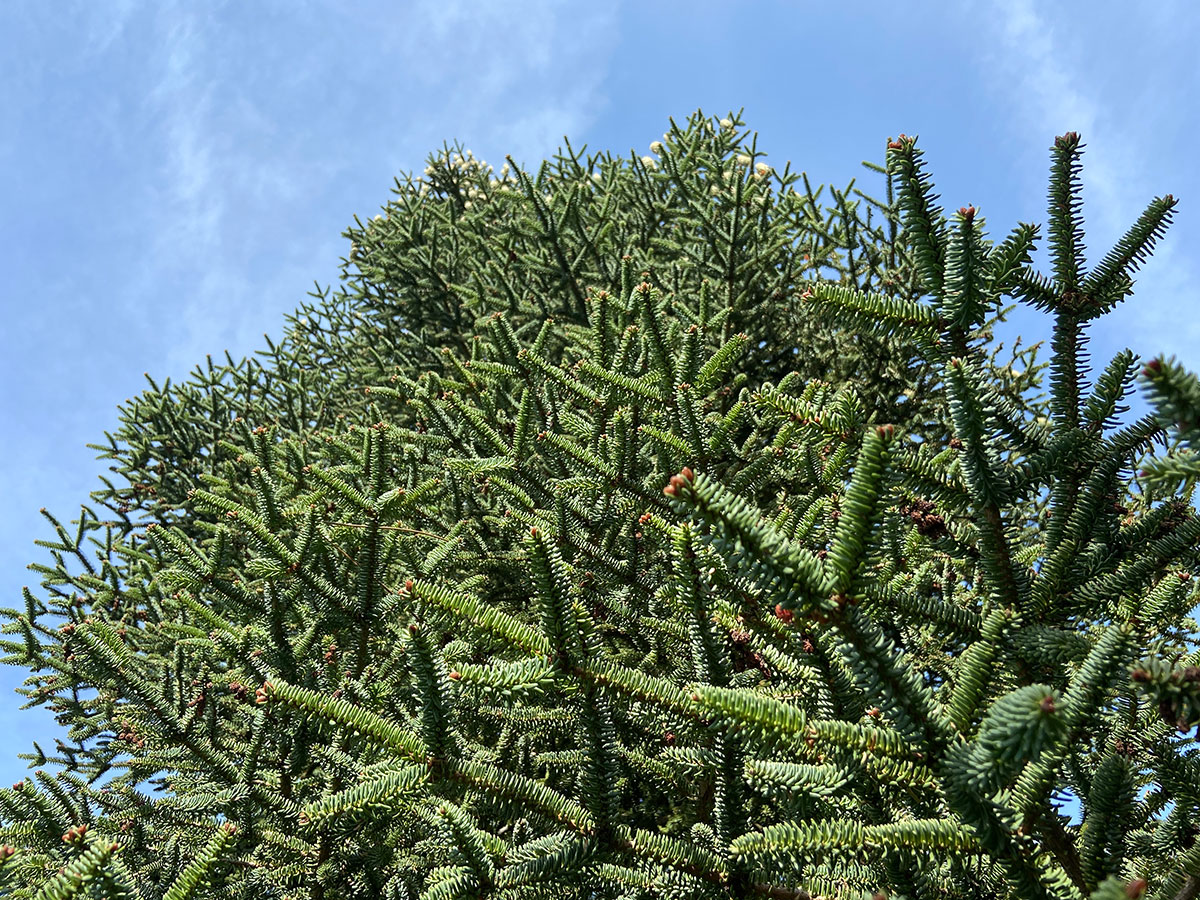 Pinsapo, the Spanish fir