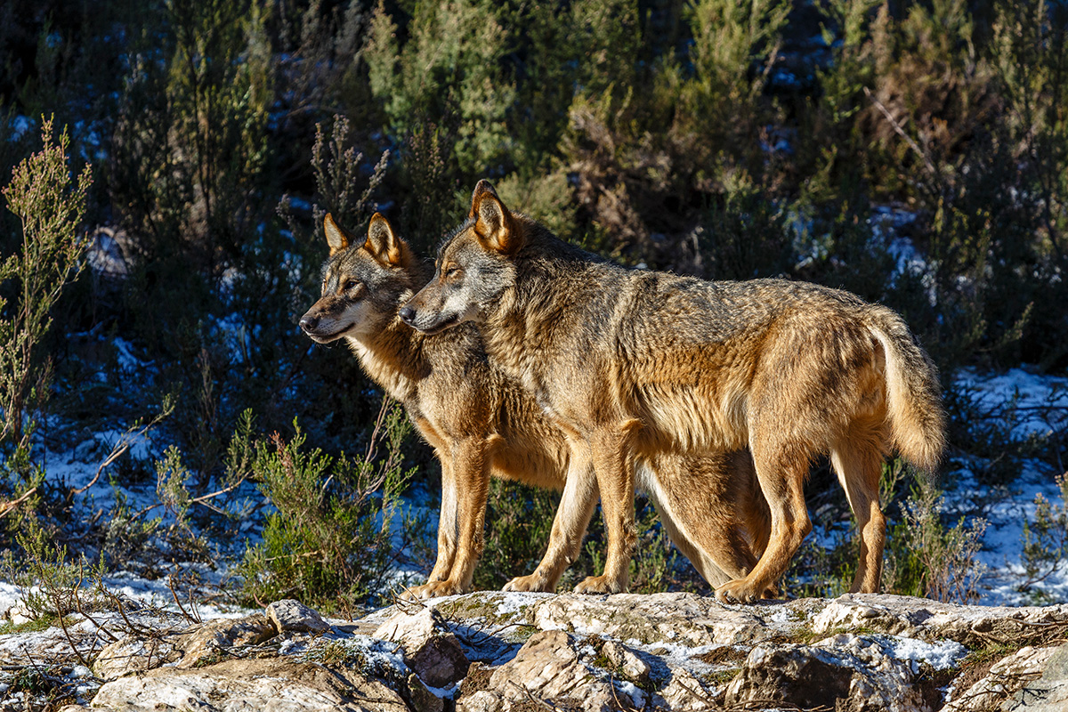 Iberian wolves, Zamora, Spain