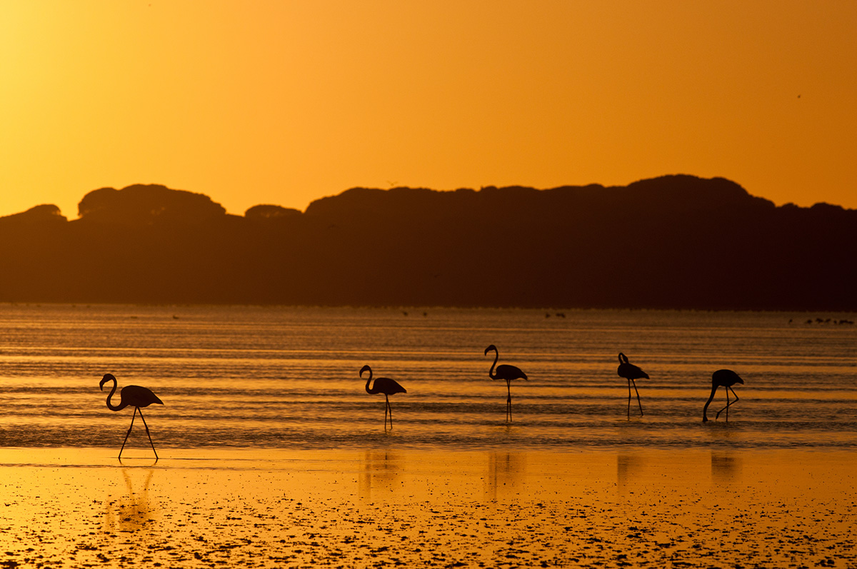 Doñana National Park, birds at sunset