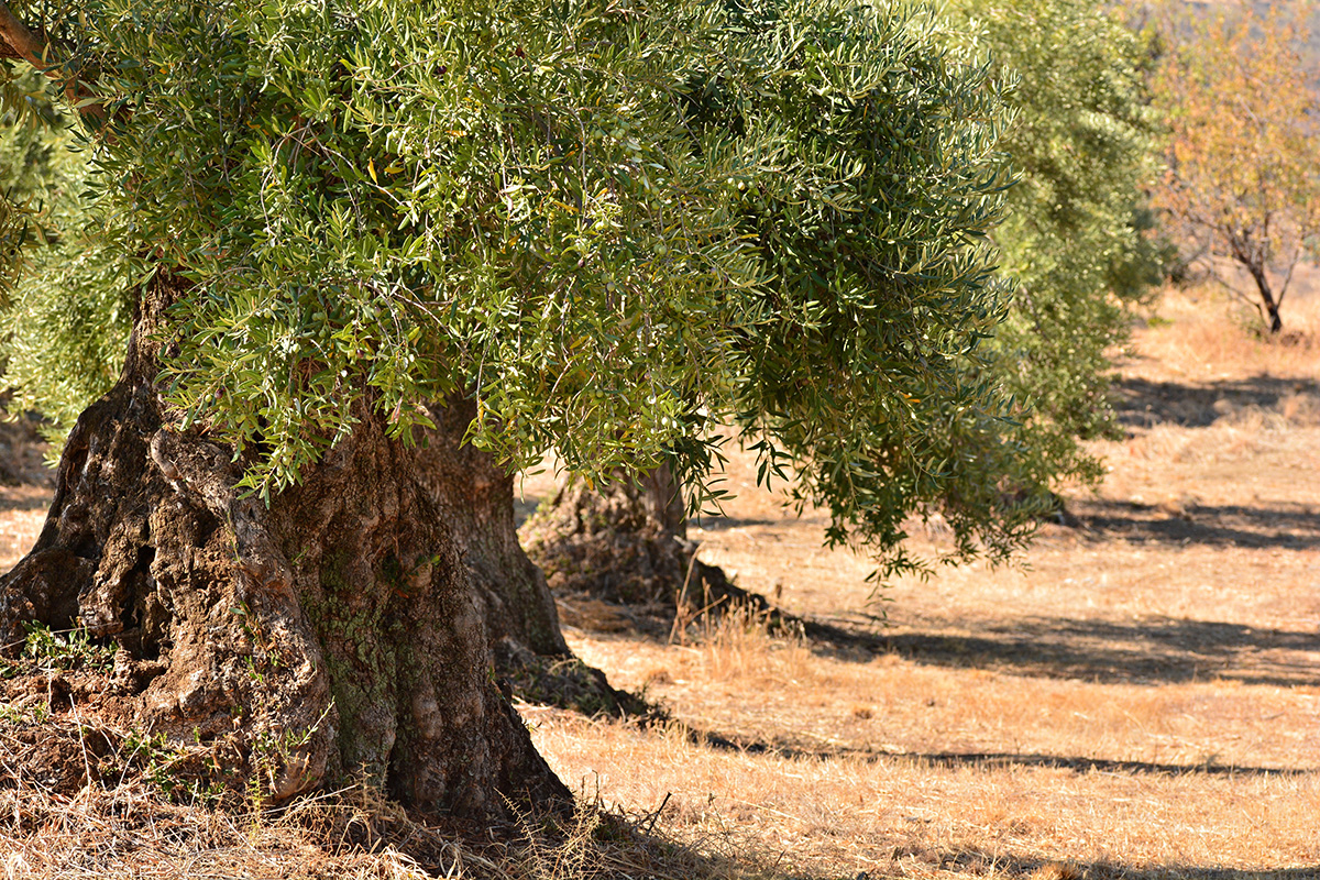 Olive trees that are more than a hundred years old