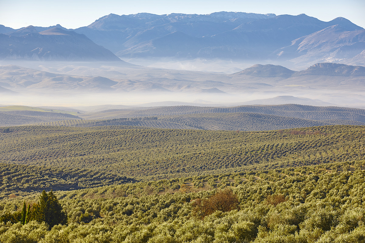 Olive trees as far as the eye can see in Jaén